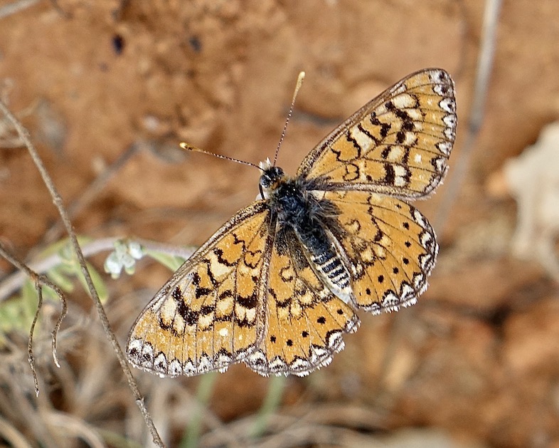 Spanish fritillary